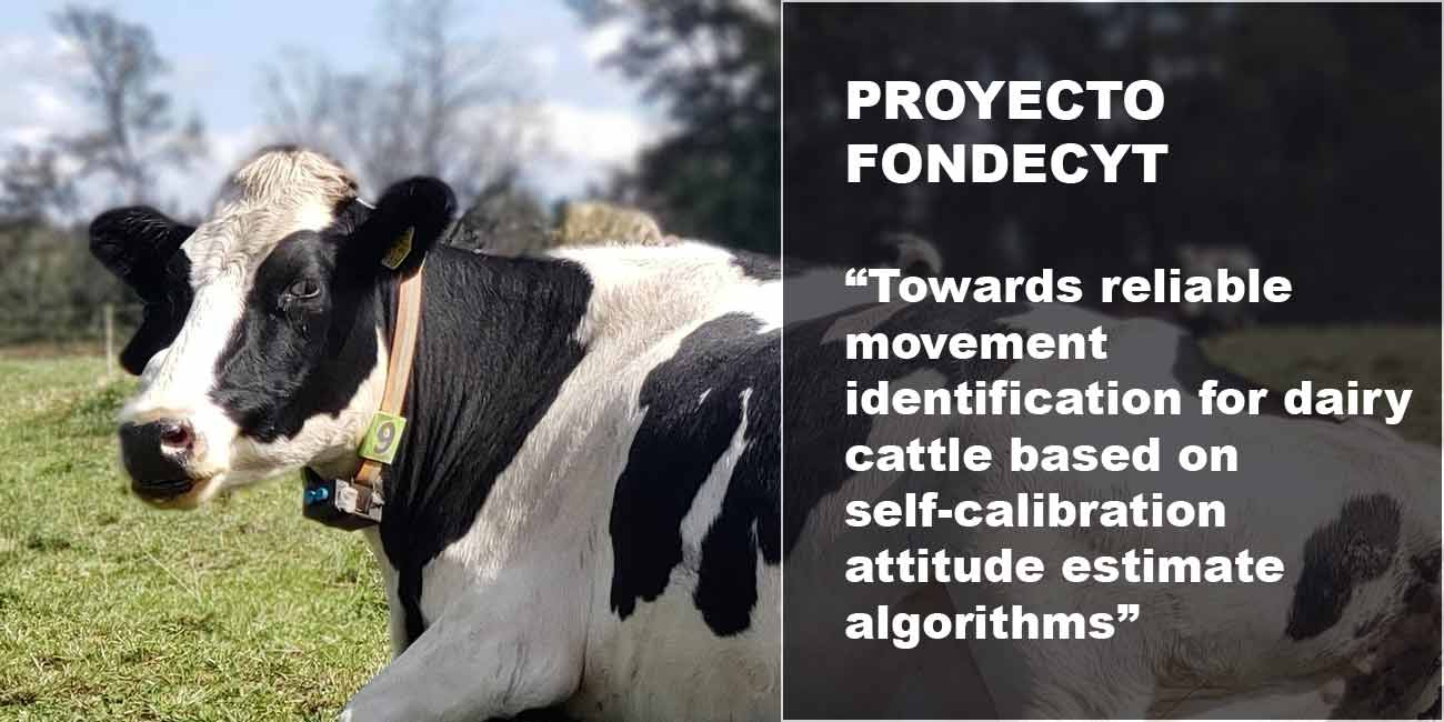 Investigadores de la UFRO desarrollaron collares inteligentes que buscan mejorar la industria agroproductiva en la región